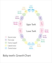 veracious baby teeth growth chart eruption of primary teeth