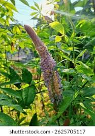 Image result for Uraria