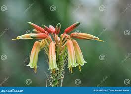 Image result for Aloe cooperi