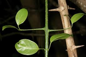 Image result for Canthium inerme