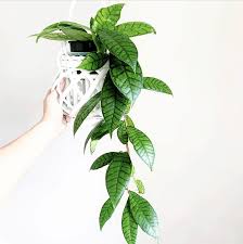 We did not find results for: Hoya Callistophylla Care Best Secrets Revealed