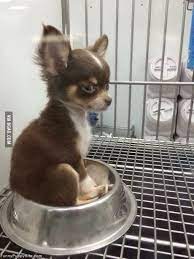 Pin By Maria De Lourdes Lezama On Animals And Pets In 2020 Teacup Chihuahua Puppies Chihuahua Puppies Cute Baby Animals