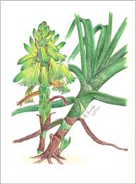 Image result for Aloe arborescens × inyangensis