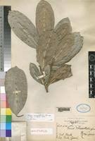 Image result for Ficus scassellatii