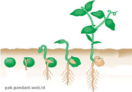 Maybe you would like to learn more about one of these? Tipe Perkecambahan Yang Ditunjukan Oleh Gambar Tersebut Adalah Blog Pak Pandani