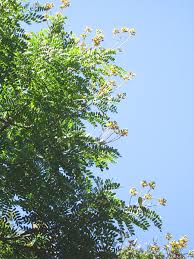 Image result for Caesalpinia glandulosopedicellata