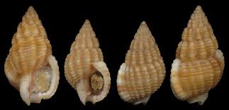 Image result for Tricalysia sp. E