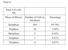 Cells alive mitosis cell parts and mitosis phase worksheets. Using Onion Root Tip Cells To Determine The Time Spent In Each Stage Of Mitosis Biology Blogger