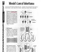 Mendel and heredity worksheet answers genetics since mendel answer key. 5 Worksheet 3 Mendel S Laws Of Inheritance Answers From His Work On The Inheritance Of Phenotypic Traits In Peas Of Characters These Were Later Given Course Hero