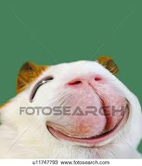 Staring hamster is a reaction image macro of a hamster looking directly at the camera. Smiling Hamster Close Up High Angle View Cg Drawing U11747793 Fotosearch
