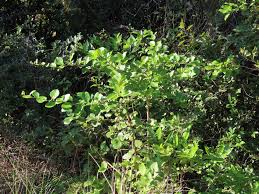 Image result for Gymnosporia harveyana