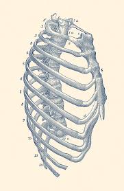 The ribs are curved, flat bones which form the majority of the thoracic cage. Rib Cage Diagram Vintage Anatomy Print Drawing By Vintage Anatomy Prints