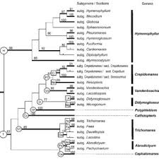 Image result for Hymenophyllum triangulare