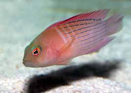 Dampiera Grouper Spottysail Dottyback Labracinus