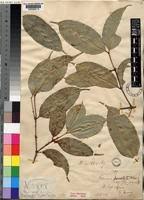 Image result for Garcinia punctata