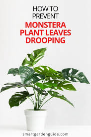 Why Are My Monstera Leaves Drooping 7 Simple Solutions Smart Garden Guide Monstera House Plant Care Smart Garden