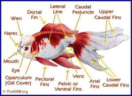 Pin On Goldfish