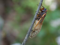 Cicadas are known to many as the loudest singers among insects. Cicadas Fall Prey To A Psychedelic Producing Fungus That Makes Their Butts Fall Off Smart News Smithsonian Magazine