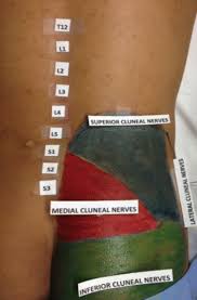 ✪ self mob to release upper lumbar and superior cluneal nerve. Inferior Cluneal Nerve Entrapment Pelvic Springerlink