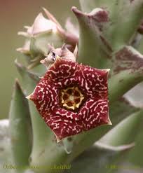 Image result for Kotschya africana