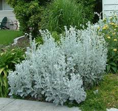 Image result for Senecio mariettae