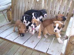 Ckc Boxer Puppies For Sale In Parkersburg West Virginia Classified Americanlisted Com