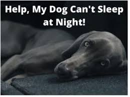 Help My Dog Won T Sleep At Night 12 Tips For A Restful Night Pethelpful