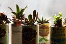 Meteor garden 13.bölüm 10.0 / 10 1 kullanıcı oyu. 7 Clever Ways To Reuse Containers To Grow Plants Homestead Brooklyn