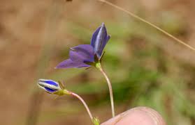 Image result for Wahlenbergia ramosissima