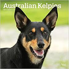 Both parents are excellent working dogs and very loyal and intelligent. Australian Kelpies 2021 Square Wall Calendar Browntrout Au Amazon It Cancelleria E Prodotti Per Ufficio