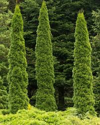 Arborvitae Tree Types Care Garden Design