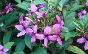 Image result for Eranthemum laxiflorum