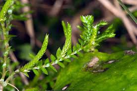 Image result for Selaginella congoensis