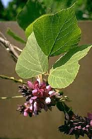 Image result for Pueraria