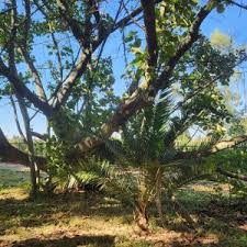 Image result for Ficus trichopoda