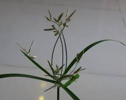 Image result for Cyperus sp.no.7