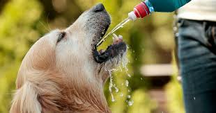 Pourtant, l'eau puisée dans les nappes fait l'objet de contrôles permanents et d'analyses rigoureuses. Votre Chien Peut Mourir En Buvant Trop D Eau Voici Comment Le Proteger Soigner Son Chien Wamiz