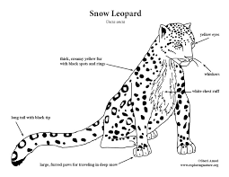 This snow leopard coloring page is a wonderful afternoon activity as there are lots of details to how to color a snow leopard part 1 instructions. Snow Leopard Coloring Page