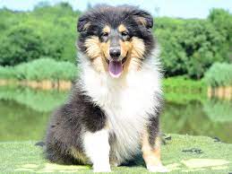 Collie For Sale Collie Puppies Collies For Sale Collie Puppies Puppies