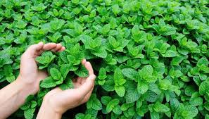 Forse tutti sanno che il geranio, tiene lontane le zanzare, ma pochi sanno che. Piante Anti Zanzare Ecco Quali Piantare In Giardino Dilei
