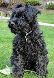 Maybe you would like to learn more about one of these? 16 Black Mini Schnauzers Ideas Mini Schnauzer Black Mini Schnauzer Schnauzer Puppy
