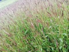 Image result for Dichanthium annulatum