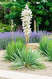 Soft Leaf Yucca 21 Important Facts On The Attractive Succulent Yucca Filamentosa Yucca Plant Succulent Landscaping