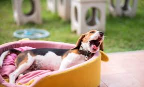 Maybe you would like to learn more about one of these? 6 Best Outdoor Dog Beds 2021 Reviews Snoozing Outside