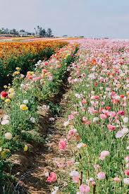 Hours may change under current circumstances Found Carlsbad Flower Fields If Found Make Carlsbad Flower Fields Flower Field Beautiful Flowers
