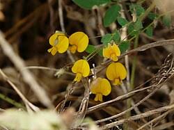 Image result for Crotalaria cylindrocarpa