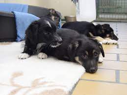Krümel ist ein kleiner, kecker kerl, der noch sehr verspielt ist und den kontakt zu menschen sucht. Kleine Hundefamilie Sucht Liebe Menschen Hamburger Tierschutzverein Von 1841 E V