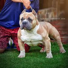 Several askal dogs have been deemed heroes. Team Azkals Titan Bully Pedigrees Dog By Alfred Cortes