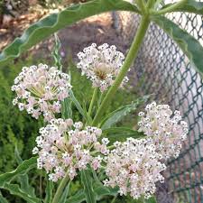 Asclepius Fascicularis Narrowleaf Milkweed Wedding Flowers Milkweed Flowers