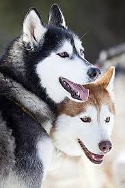 Remont Avtomobilej Vaz On Twitter Beautiful Dogs Dogs Siberian Husky